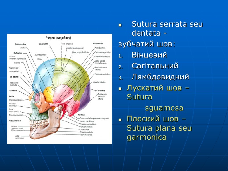 Sutura serrata seu dentata - зубчатий шов: Вінцевий Сагітальний Лямбдовидний Лускатий шов – Sutura